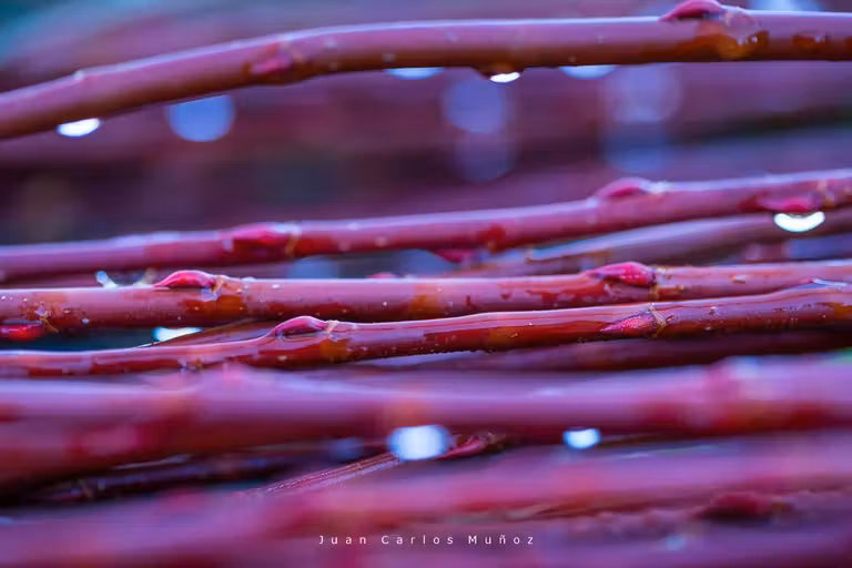 Detalle de ramas de mimbre.