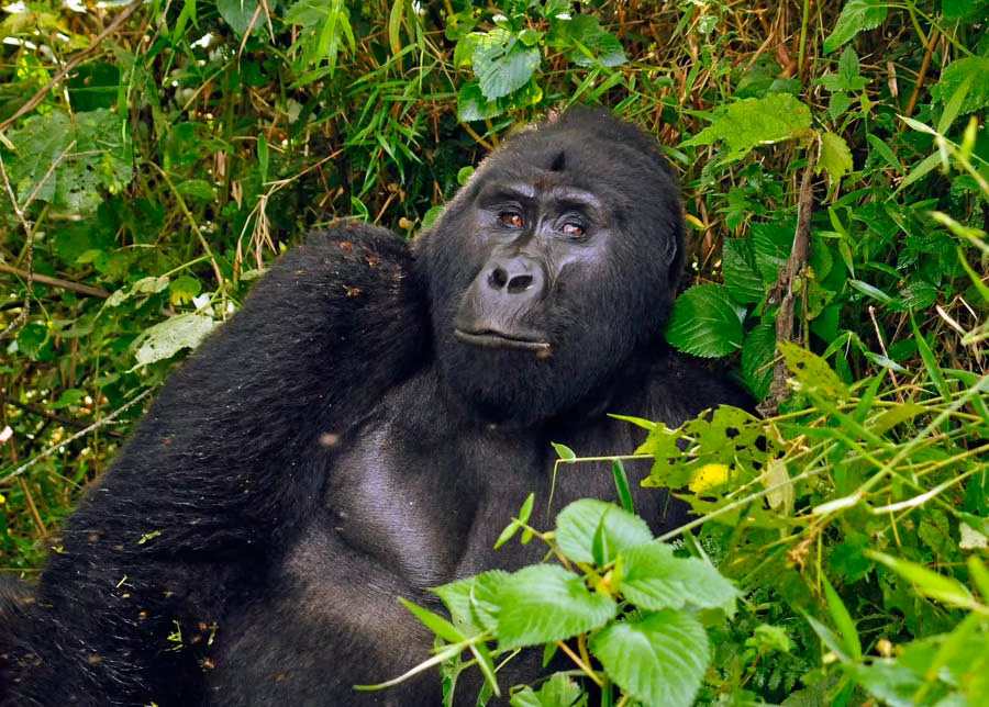 Cara a cara con King Kong en Uganda