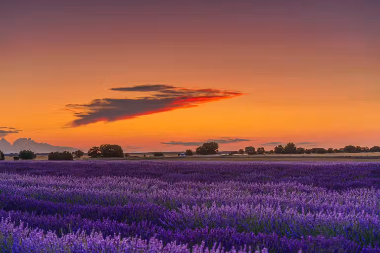 Escapada con amigas a los campos de lavanda de Burgos