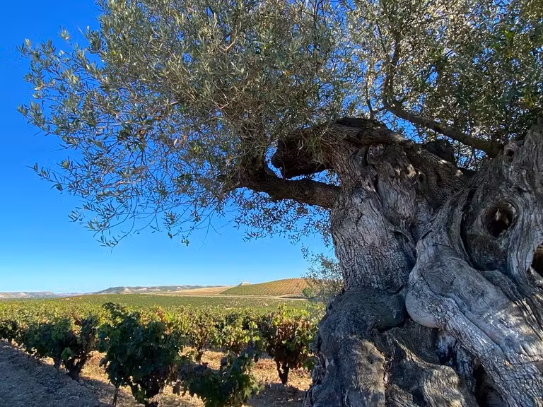 olivo bodega tresmano