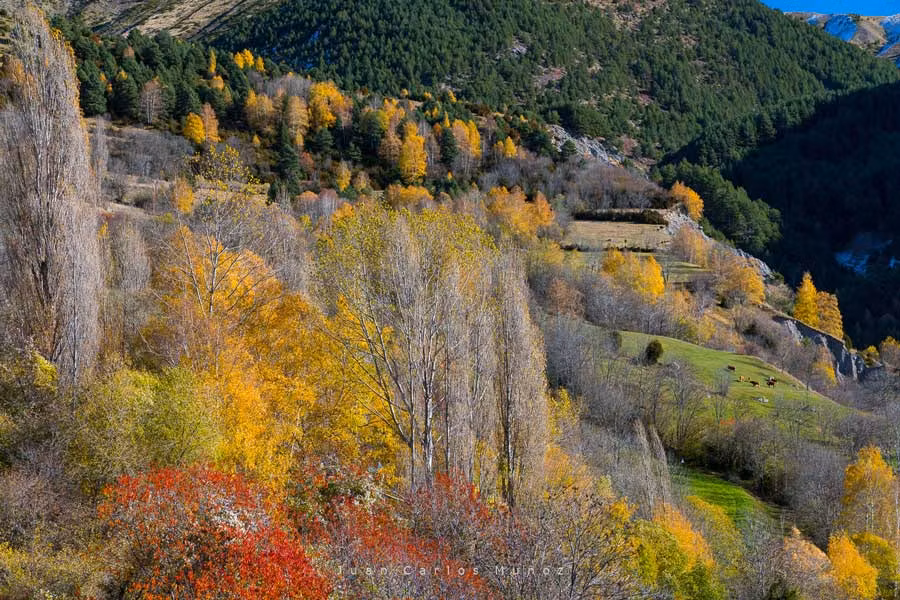 Paisaje ganadero en San Juan de Plan.