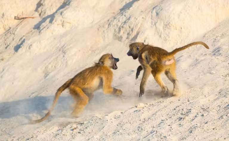 babuinos en bostsuana