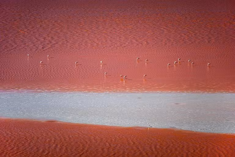Laguna Colorada (Bolivia).