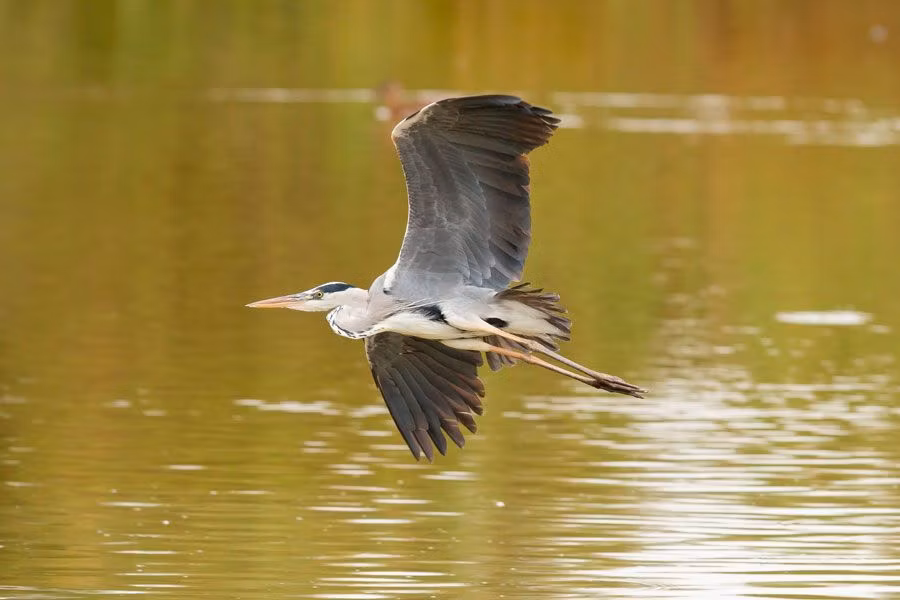 Garza real en el Parque Nacional de Doñana.