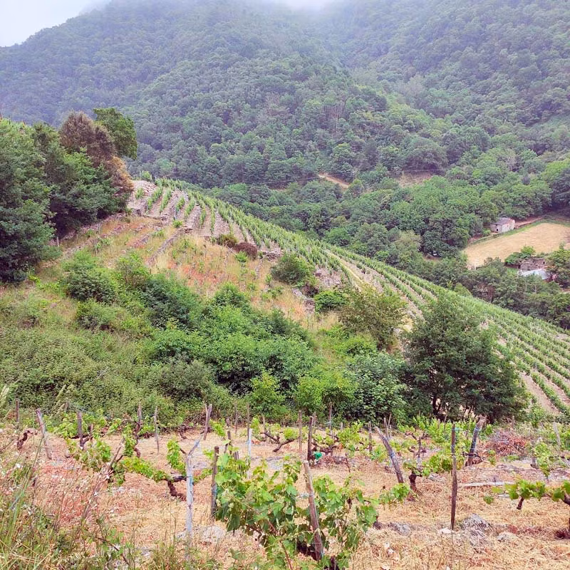 ribeira sacra Trekking Adegas Ponte da Boga