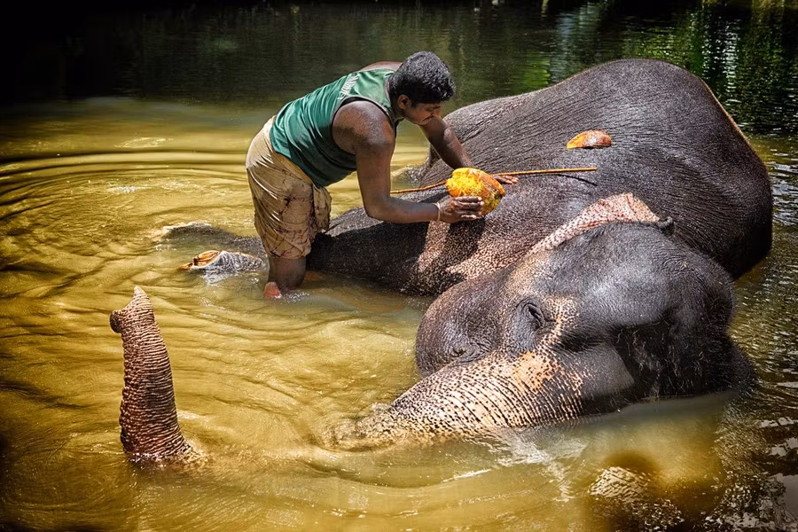 Viaje a Sri Lanka, el país de los elefantes