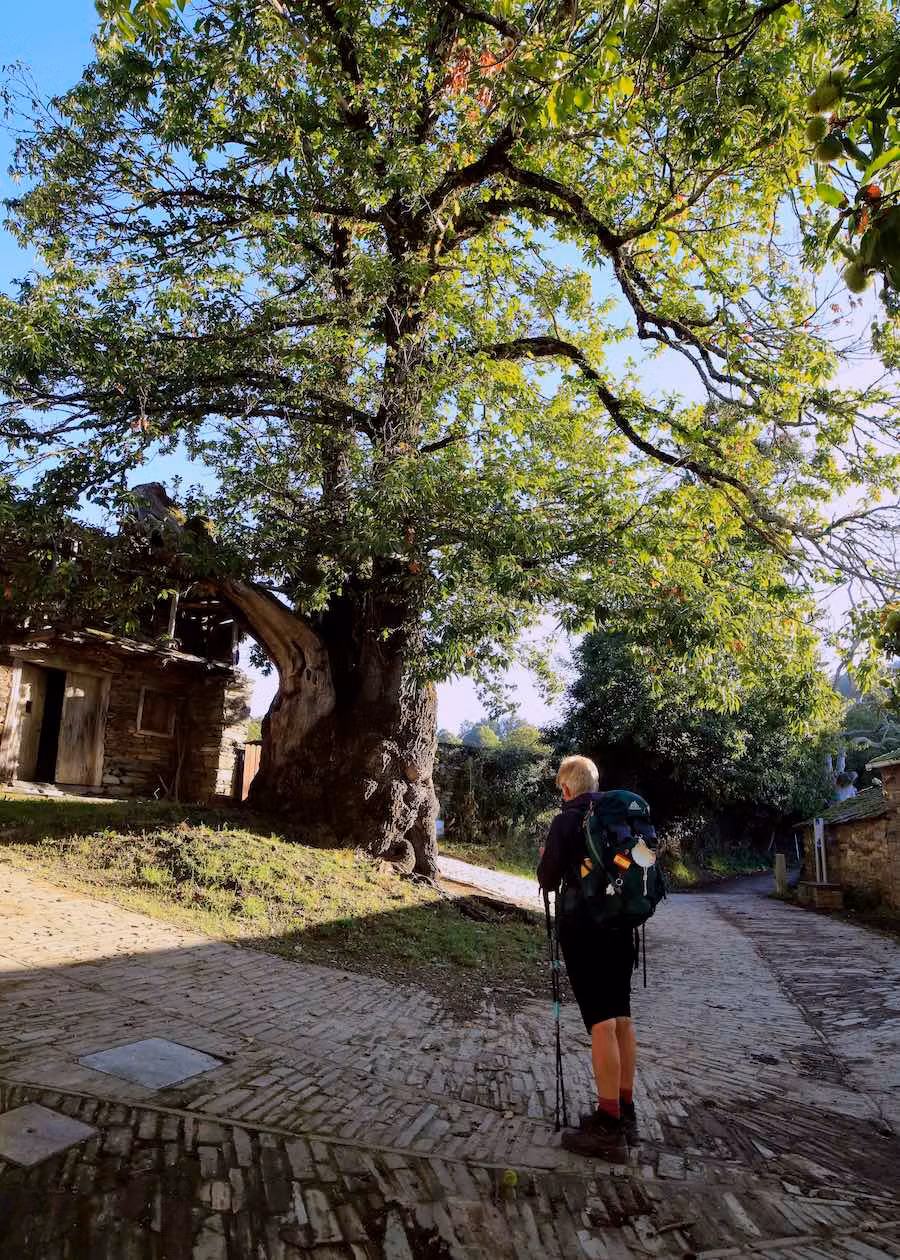 Castaño centenario de Triacastela.