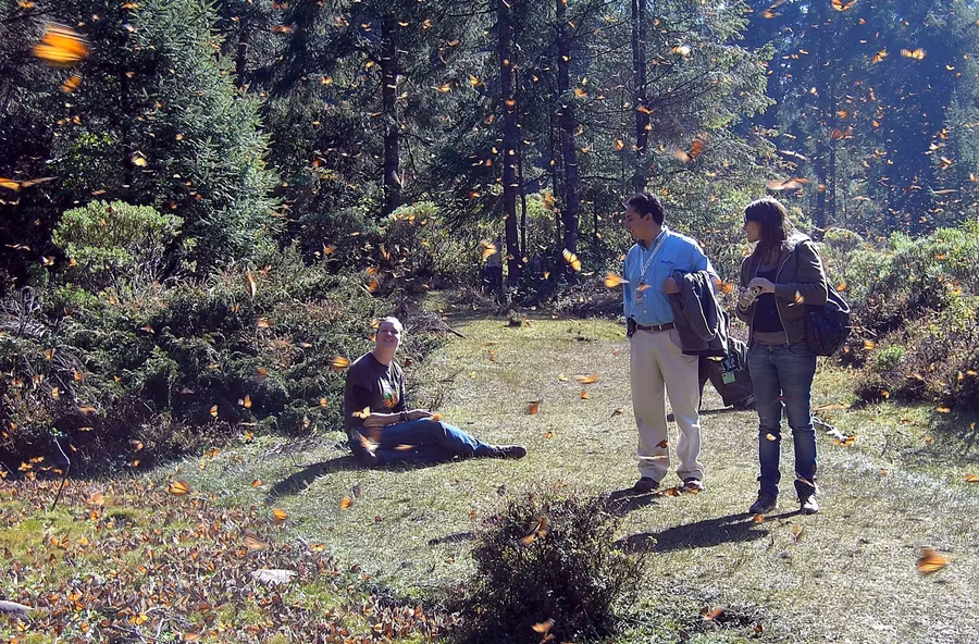 Mariposas monarca, viaje a michoacan, mariposas en mejico