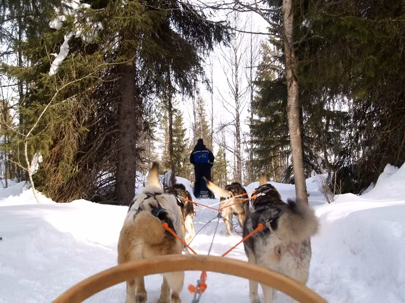 Excursión trineo tirado por perros husky en Laponia