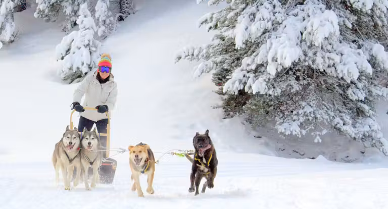 trineo tirado por perros, nieve sin esquiar, que hacer en la nieva si no esquias