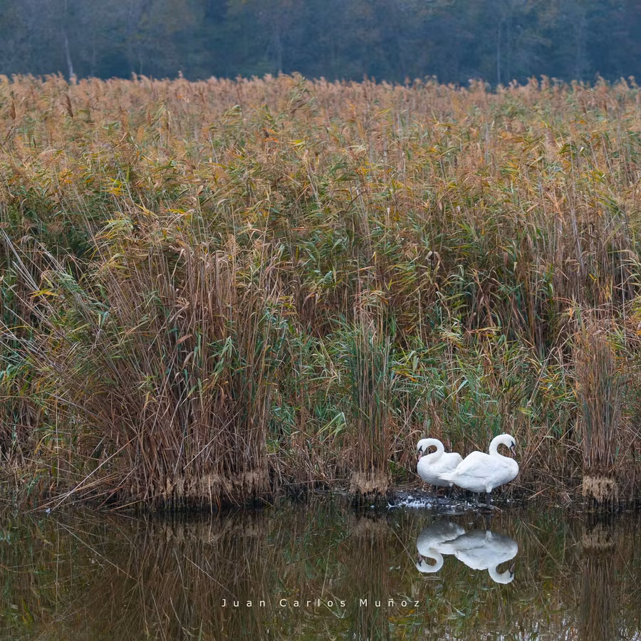 Los cisnes viven en armonía en el Delta del Danubio.