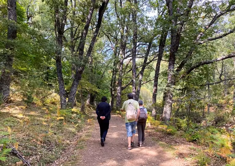 Hayedo de Montejo, visitas guiadas y gratuitas todo el año
