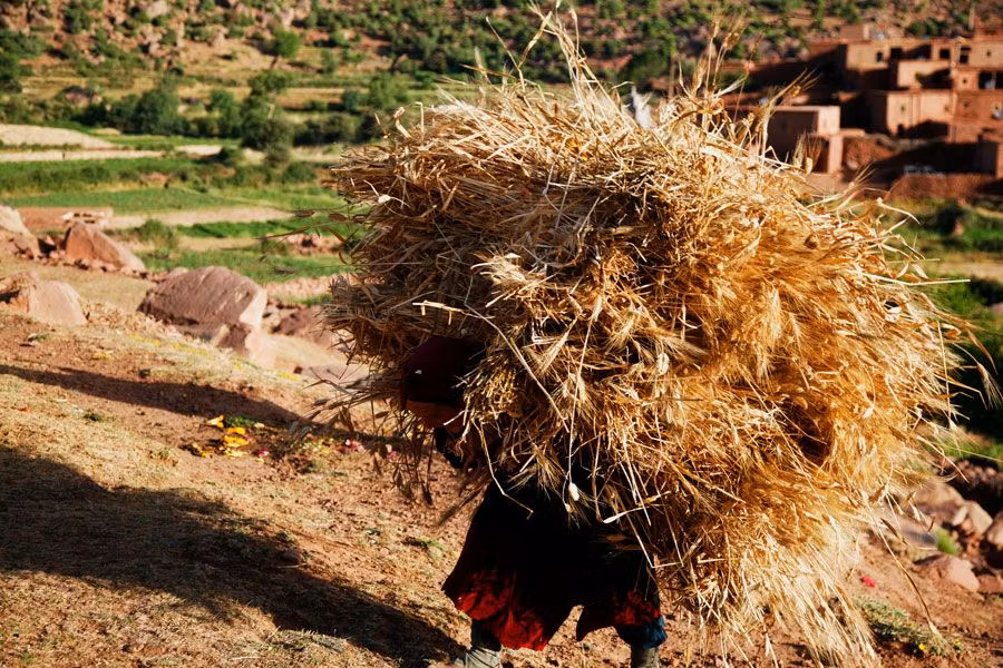 Mujer cargando los fardos del trigo recién cortado en Marruecos