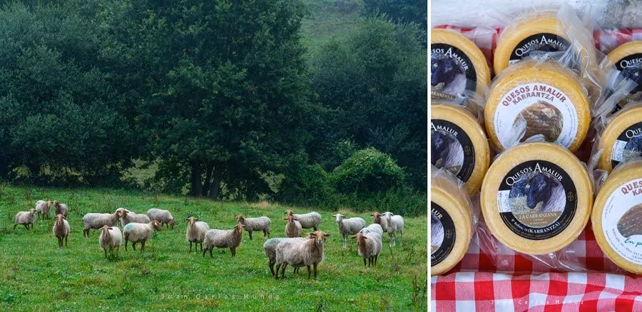ovejas y queso amalur de vizcaya