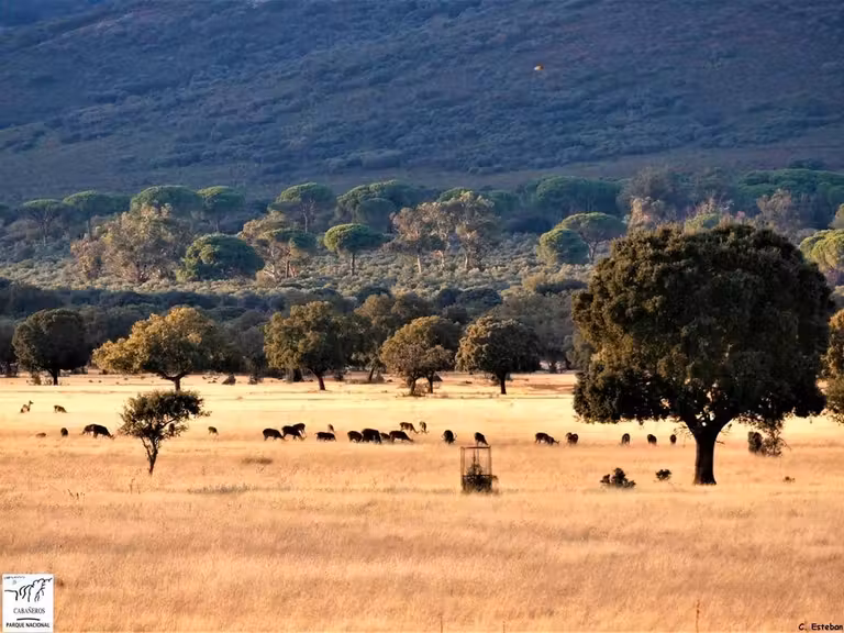 safari parque cabaneros ciudad real