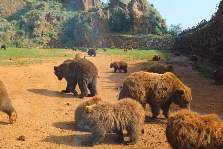Vista desde el coche dentro del recinto de los osos en la Visita Salvaje de Cabárceno