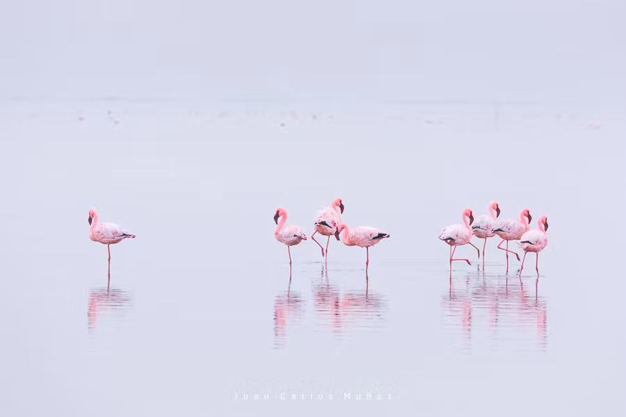 Flamingos, Salinas, Walvis Bay, Namibia, Africa