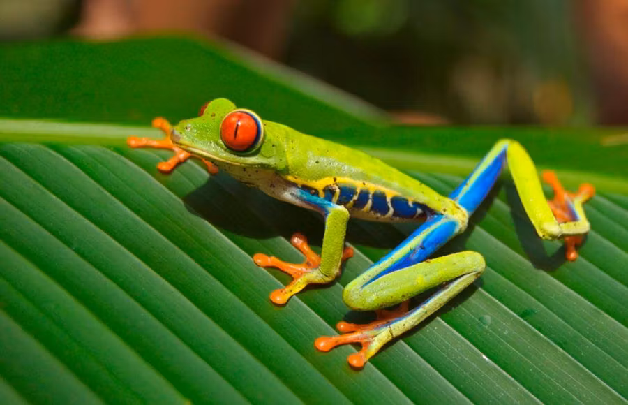 Viaje con niños a Costa Rica: aventura en la naturaleza