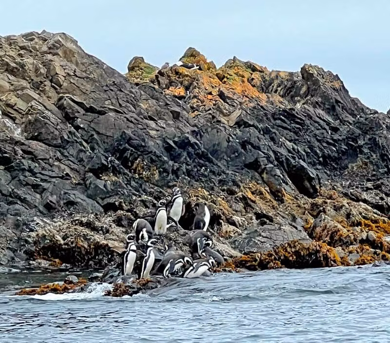 Pingüinos en el archipiélago de Chiloé.