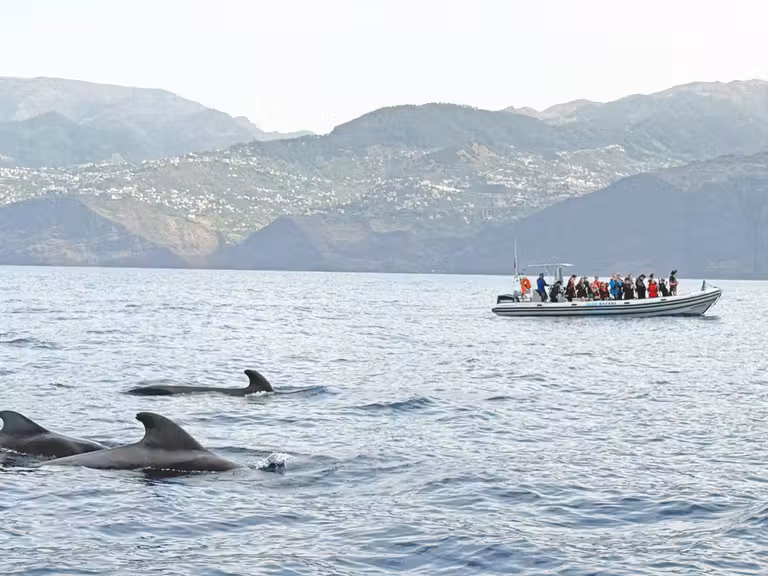 Avistamiento de delfines en las costas de Madeira. © Susana García