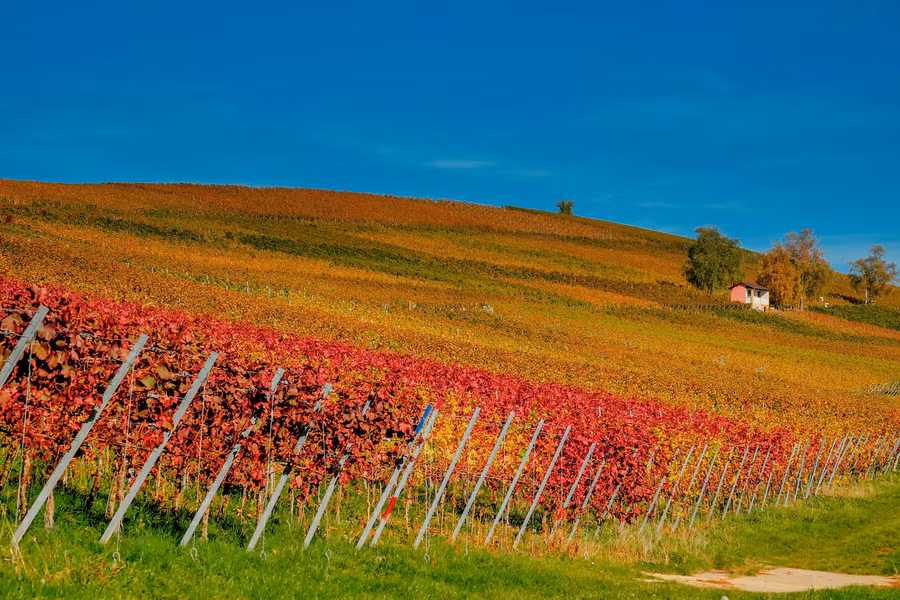 spa vinoterapia bodegas hoteles vino