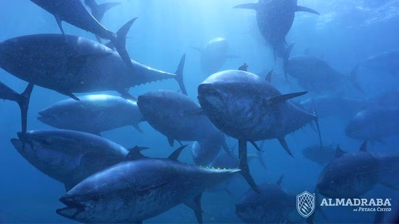 Banco de atunes atlánticos.