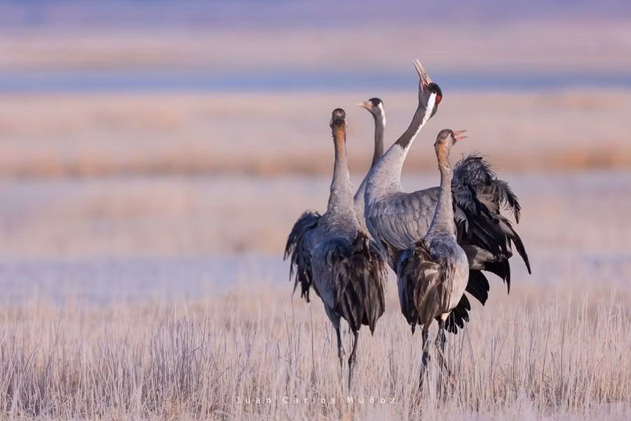 Grullas en Gallocanta en Aragon