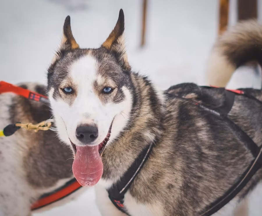 Perro husky esperando para salir a correr.