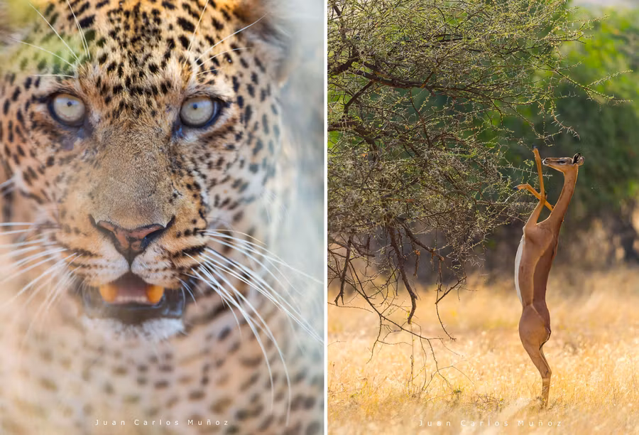 Felinos y gacelas en Kenia