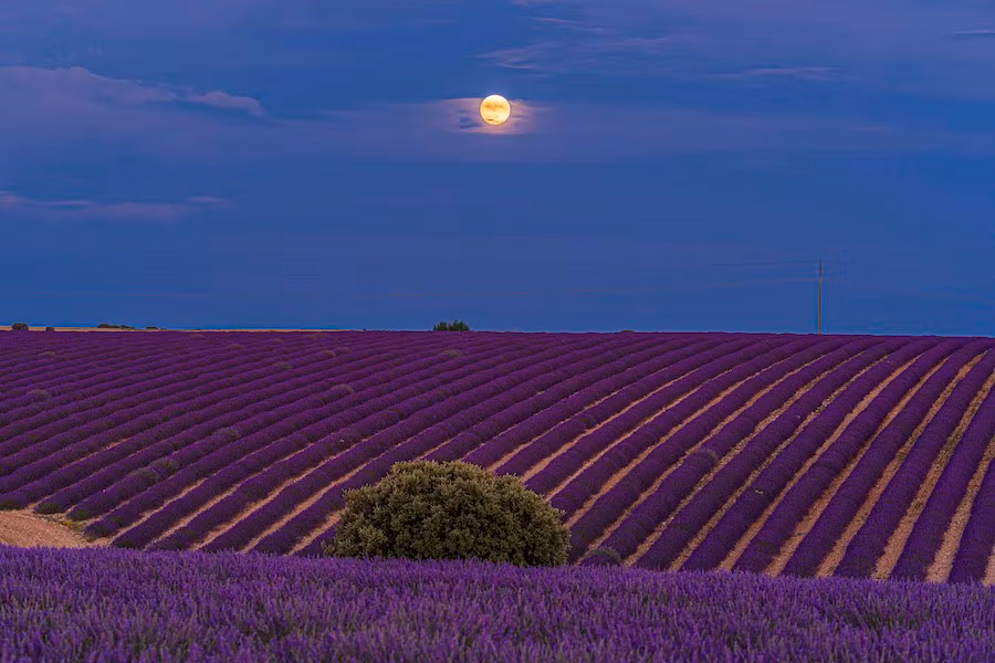 Campos de lavanda de Caleruega al anochecer.