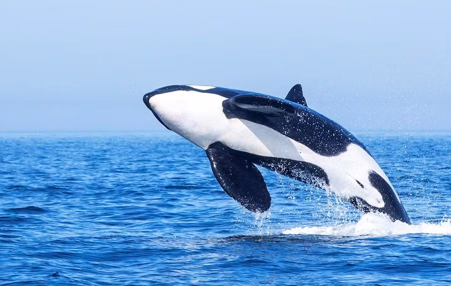 orca, cetaceos tarifa, viaje amigas