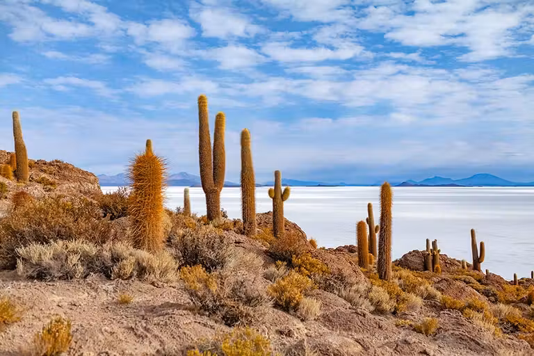 Cactus en el Salar de Uyuni.