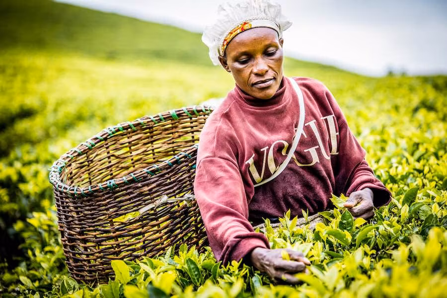 Recoletando hojas de te en Kenia.