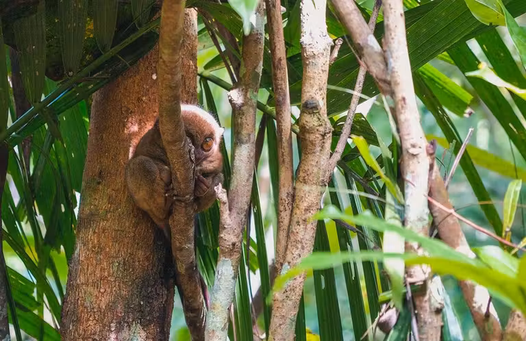 viajes a Filipinas, viajes de buceo, viajes en pareja, lunas de miel