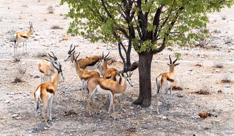 Gacelas en el Parque Nacional de Etosha.