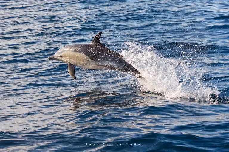 Delfín común