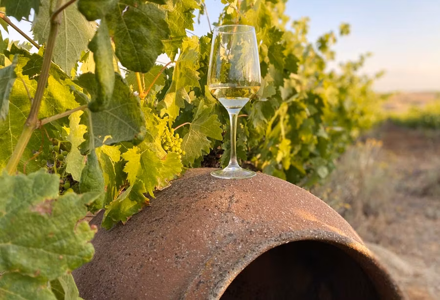 Tomar una copa de vino en el viñedo, una experiencia muy recomendable.