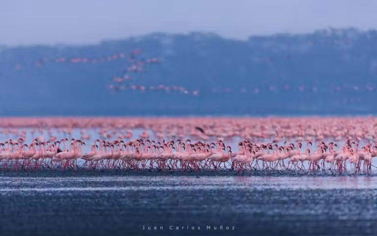 flamencos en lago nakuru