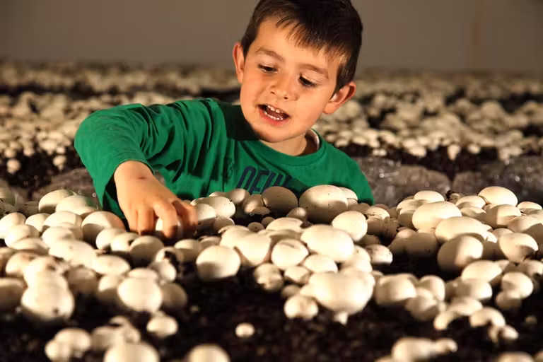 fungiturismo en la rioja