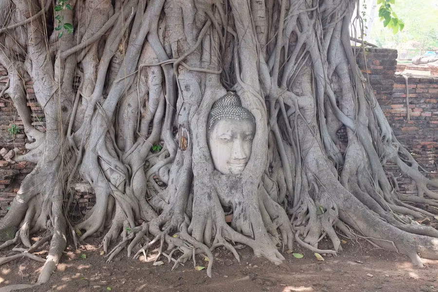 Cabeza de Buda de Wat Phra Mahathat