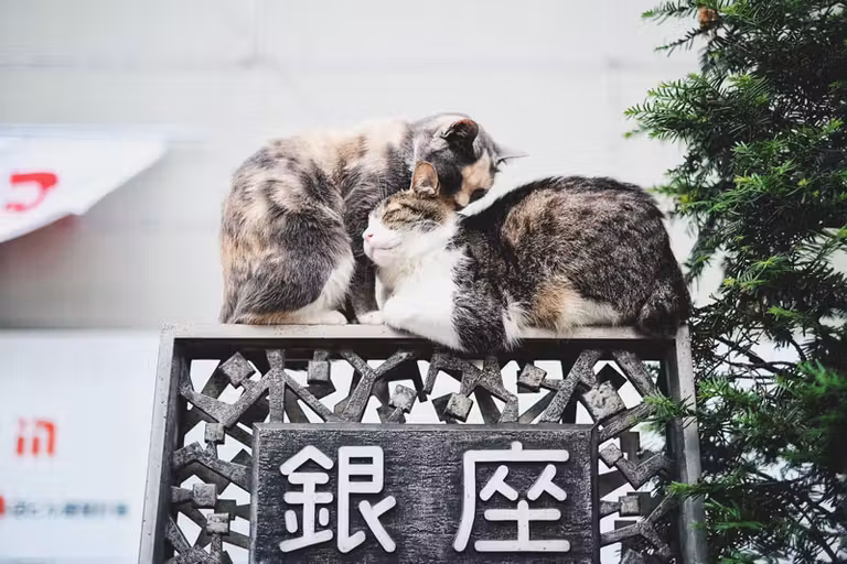 Gatos en Japón.
