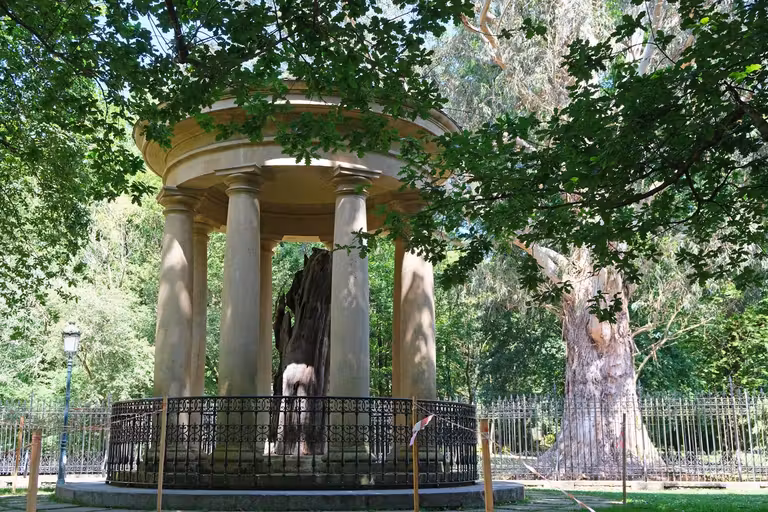 Tronco del árbol histórico de Gernika.