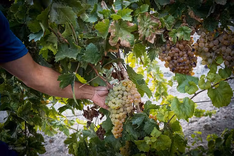 viñedos en Sanlúcar de Barrameda