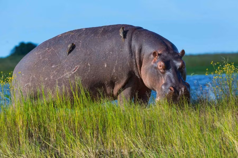 hipopotamos safari en botsuana