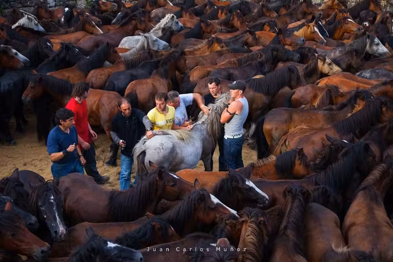 rapa das bestas, fiestas de verano en galicia