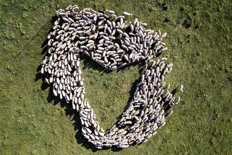Yerba: el corazón verde de la trashumancia