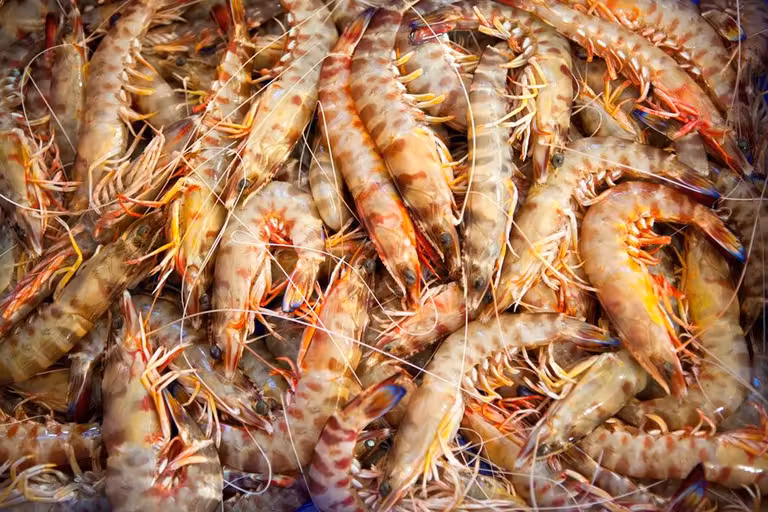 Langostinos de Sanlúcar de Barrameda.