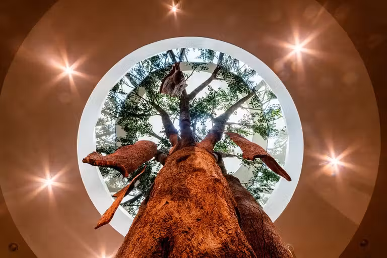 Alcornoque a tamaño natural en Planeta Corcho