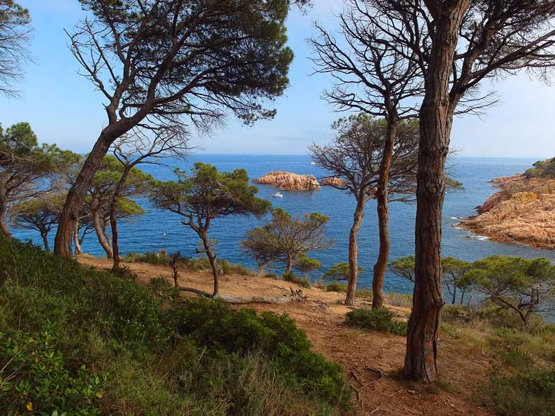 pinos junto al mar en la Costa Brava de Girona