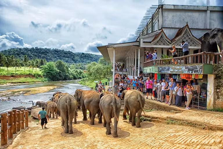 Viaje de mujeres, elefantes en Sri Lanza